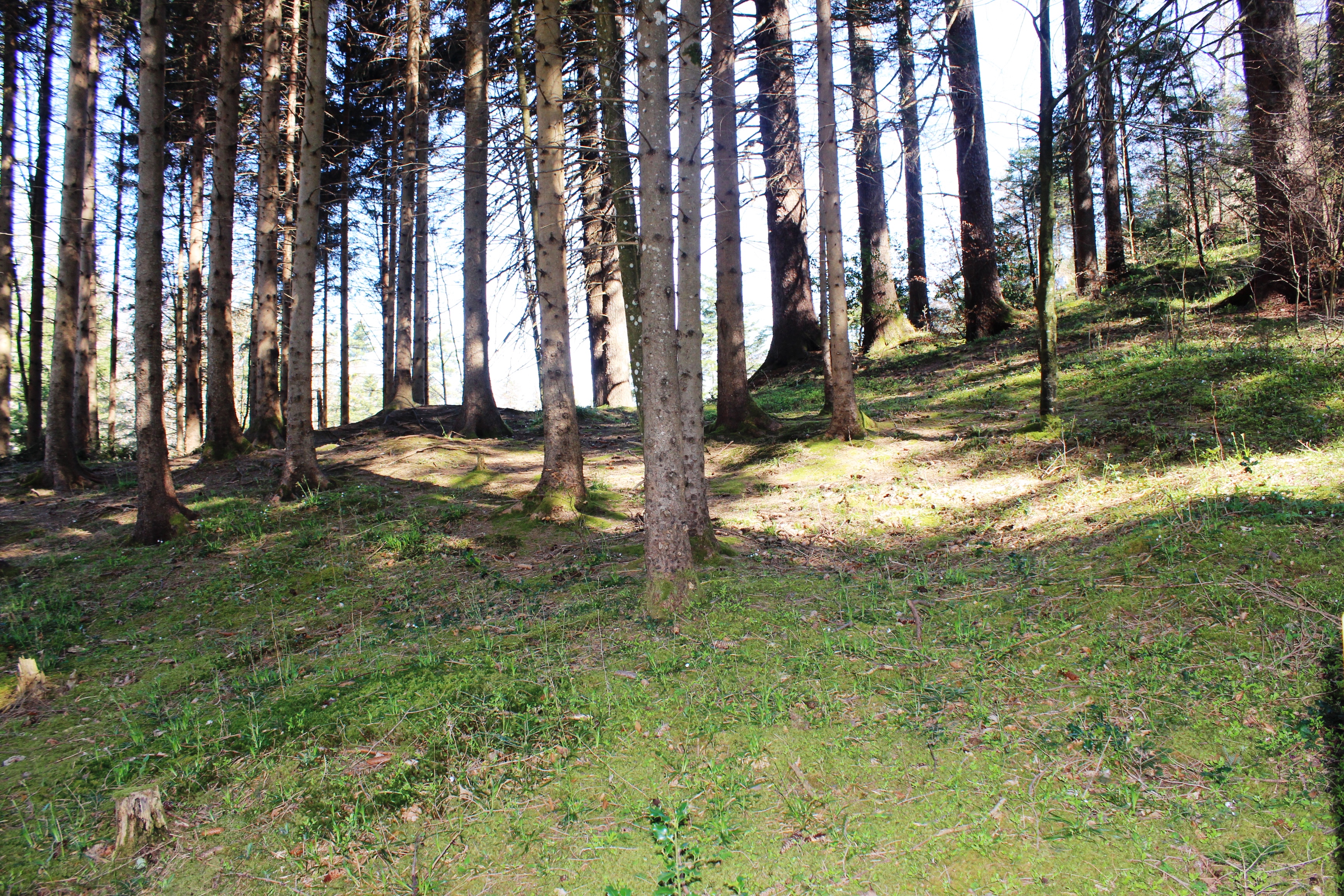 ROW_2026_Schwamm ROW_2026_Schwamm